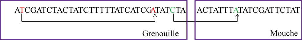 Les interactions inter-nucléotidiques virtuelles