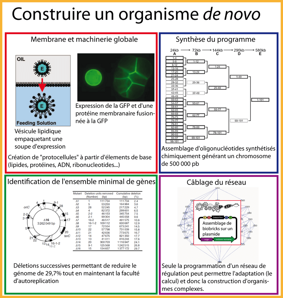 Des stratégies différentes et complémentaires pour construire un organisme