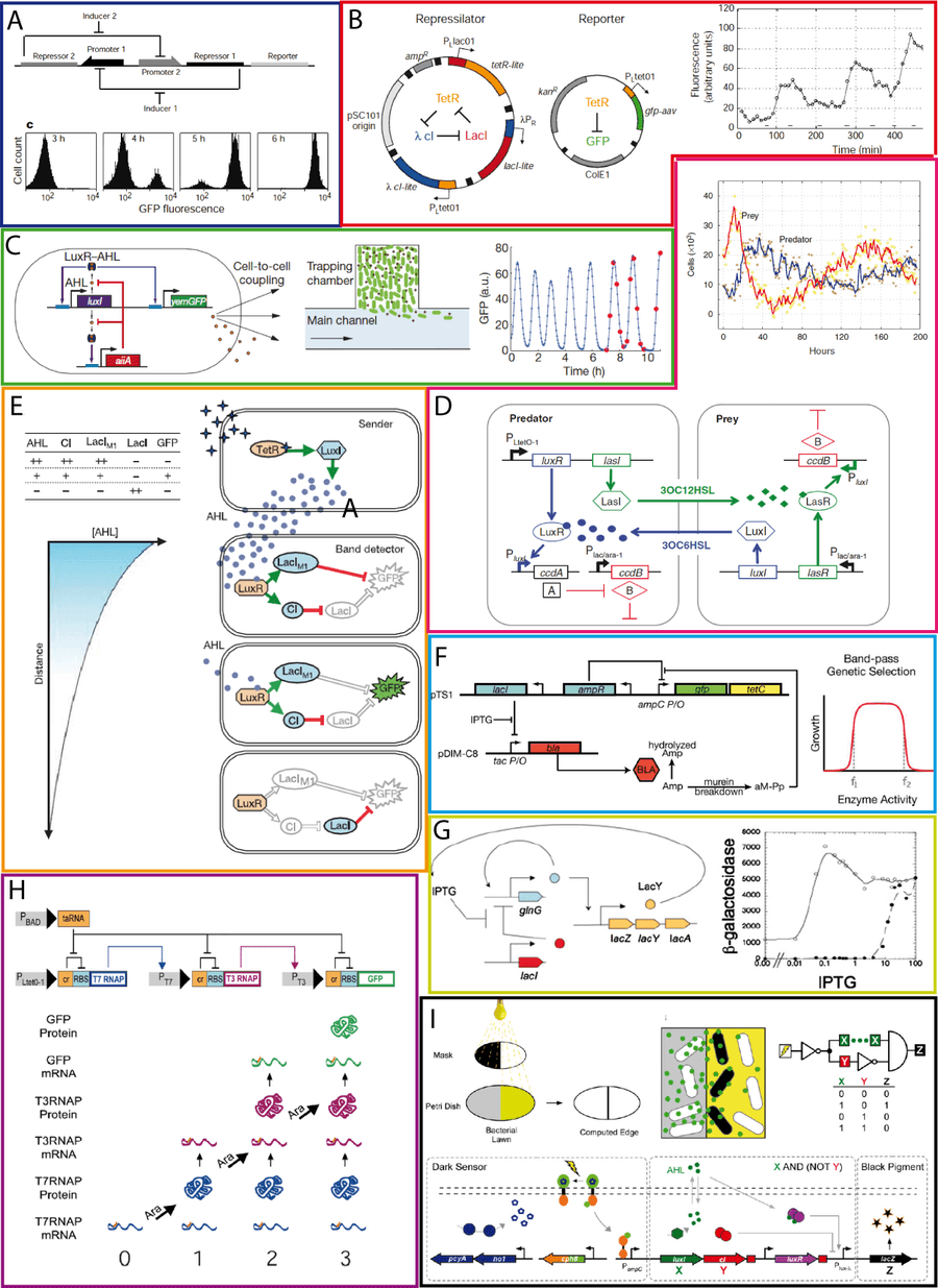 Quelques schémas trouvés en biologie synthétique