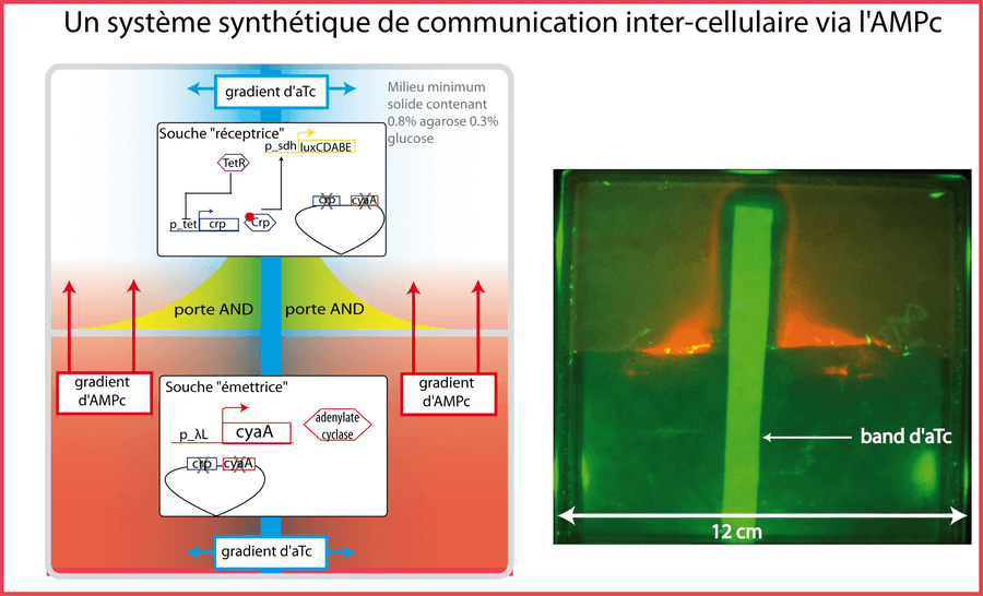 Un système synthétique de communication via l'AMPc