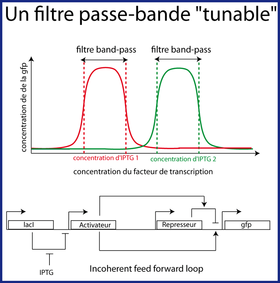 Les filtres band-pass en biologie