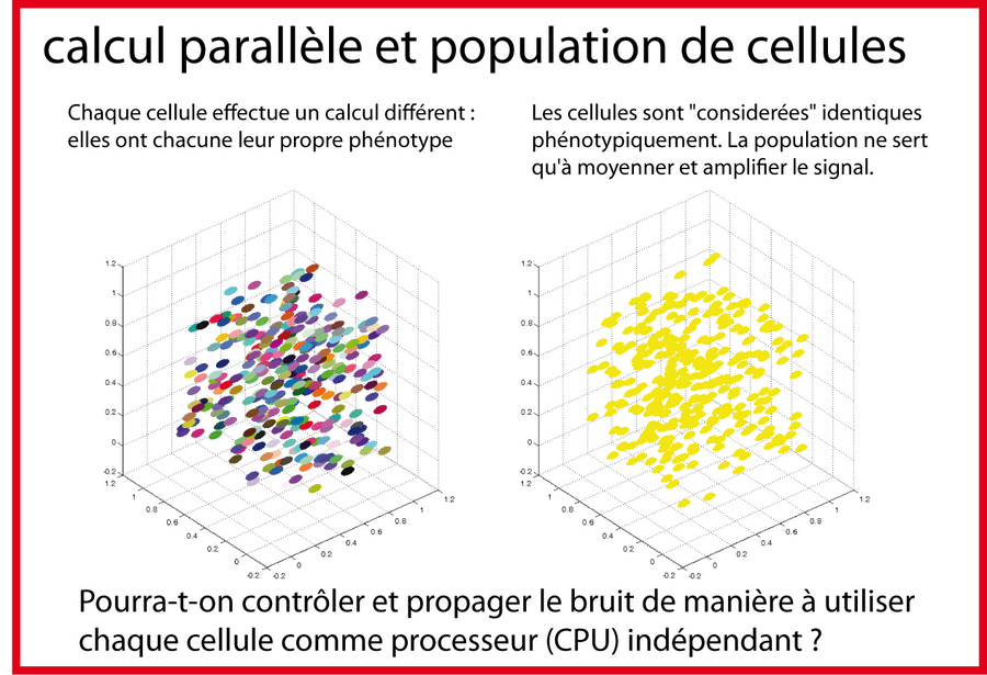 Calcul Parallele en biologie