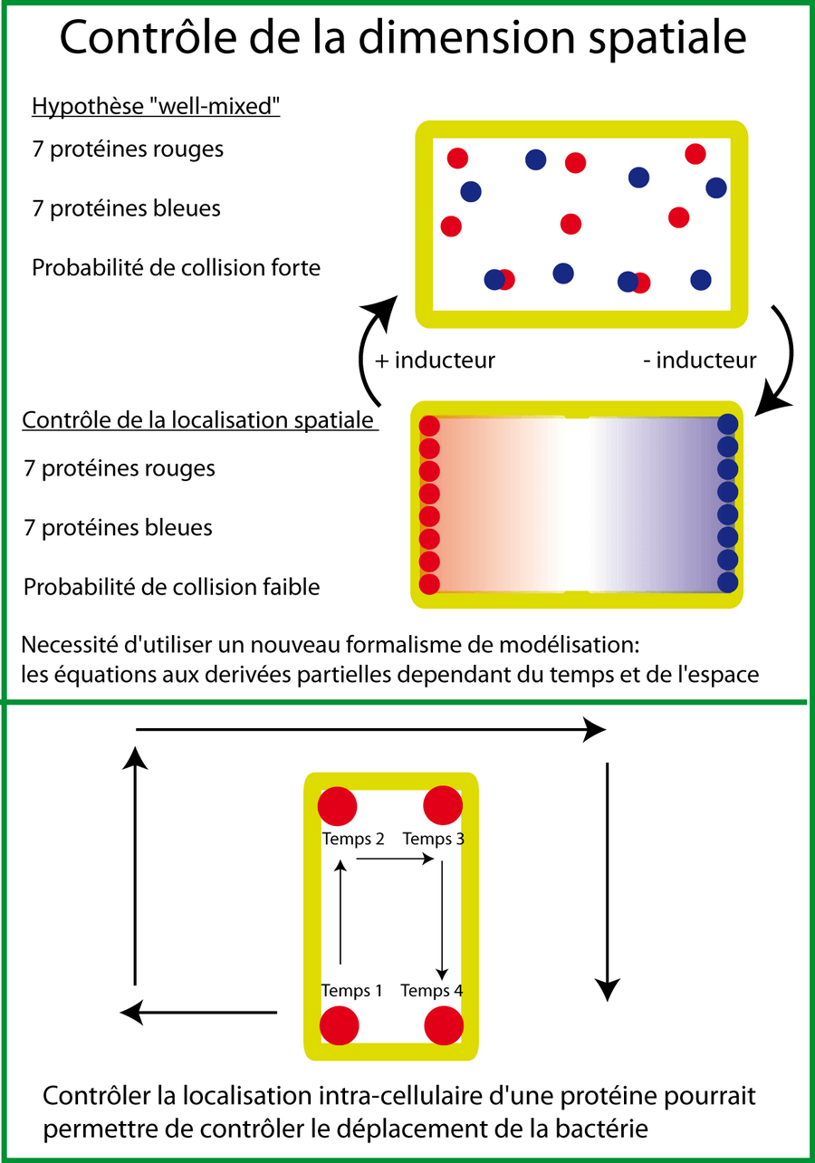 La dimension spatiale en biologie