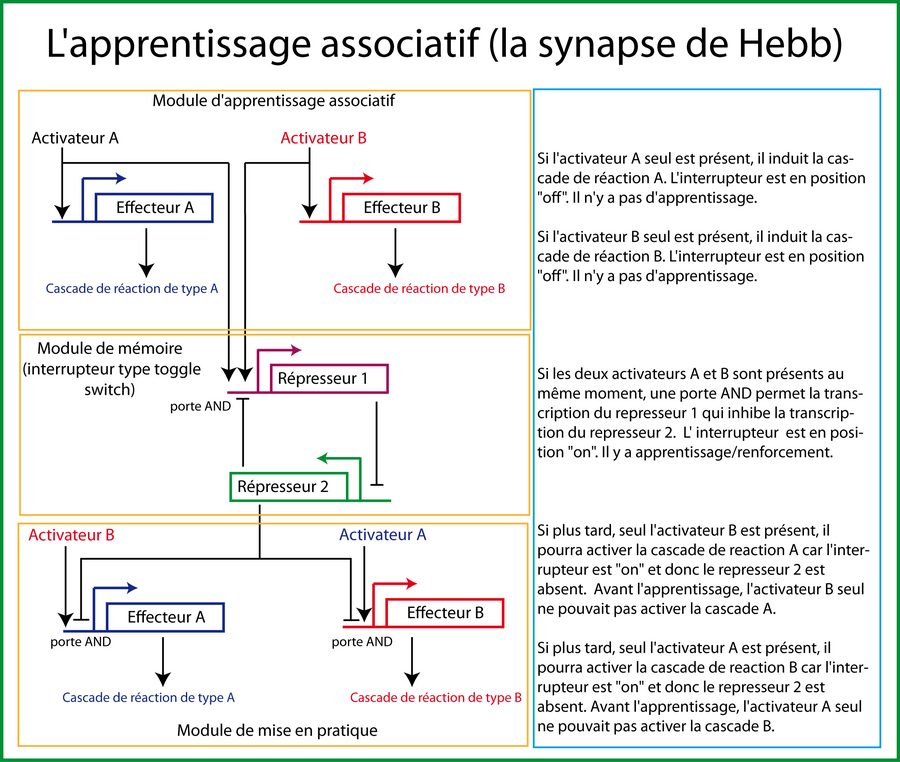 Schéma d'un réseau biologique capable d'apprentissage associatif