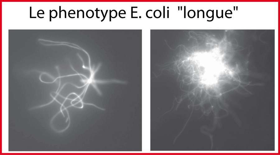 Des pelottes de bactéries E. coli trés longues
