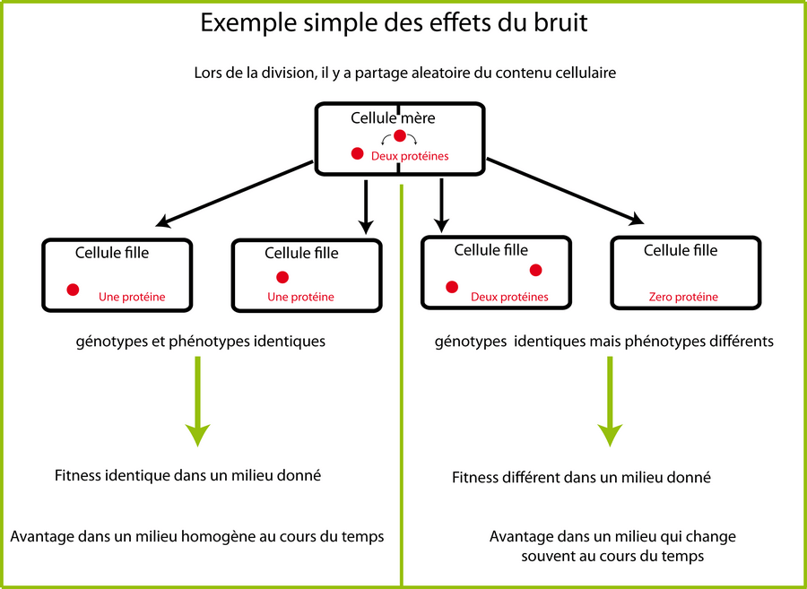 1 génotype, 1 milieu, plusieurs phénotypes