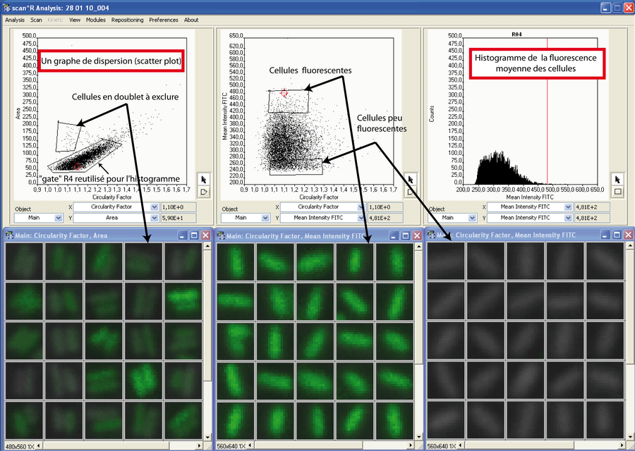 Interface graphique du logiciel ScanR Analysis