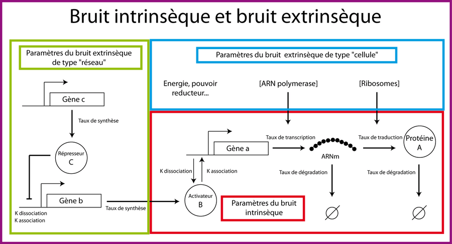 Bruit intrinsèque et bruit extrinsèque
