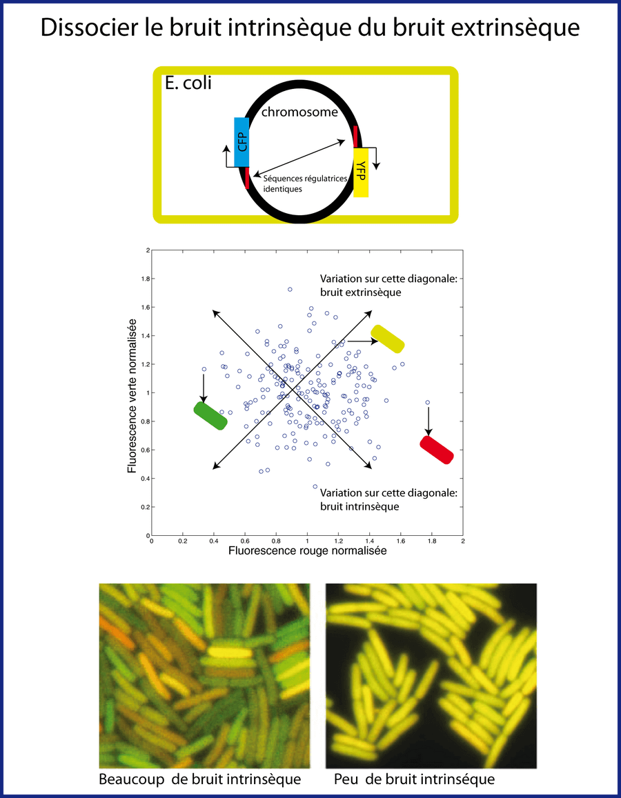 Dissocier bruit intrinsèque et bruit extrinsèque