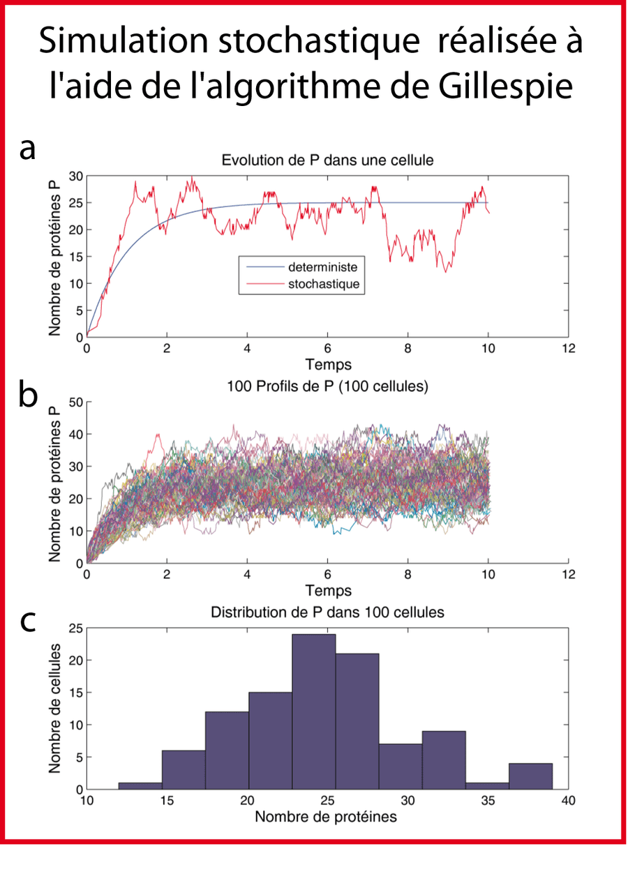 Simulation stochastique du modèle le plus simple de l'expression génique