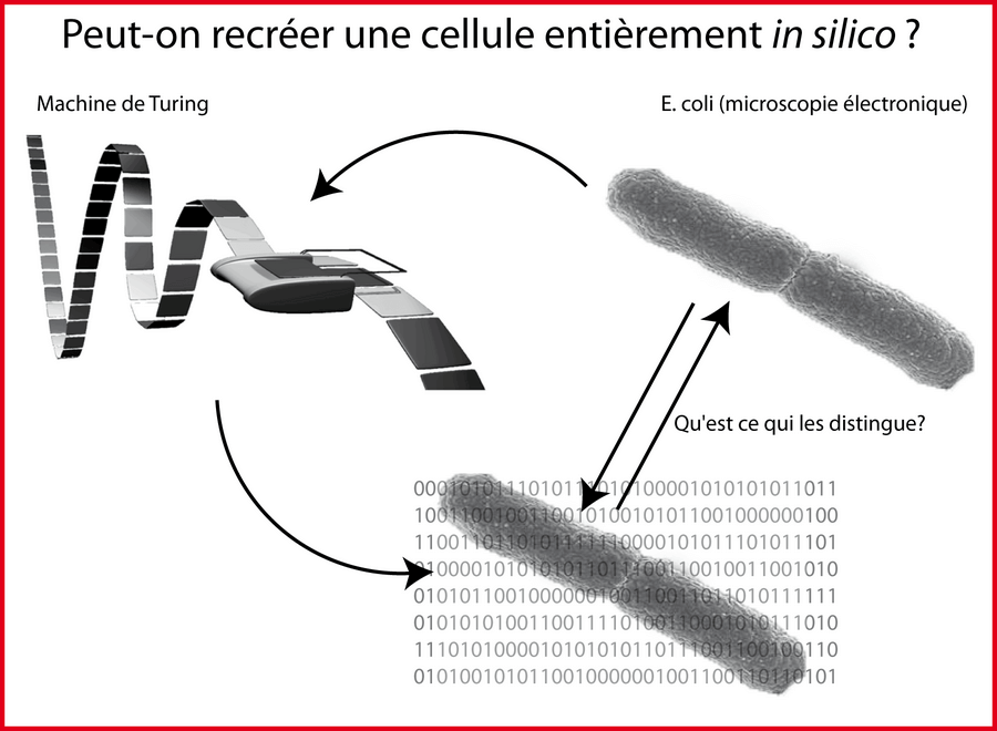 Peut-on recréer une cellule parfaite in silico ?