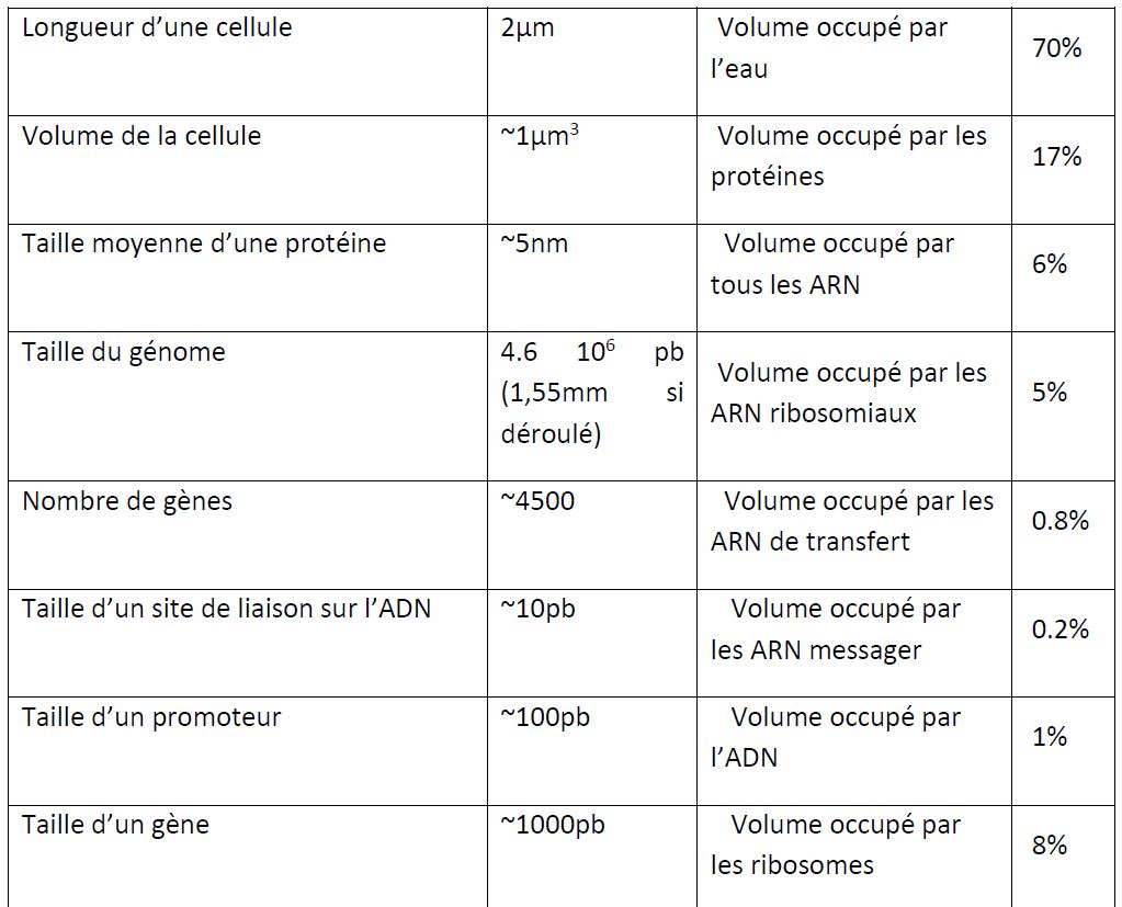 Quelques chiffres sur E.coli