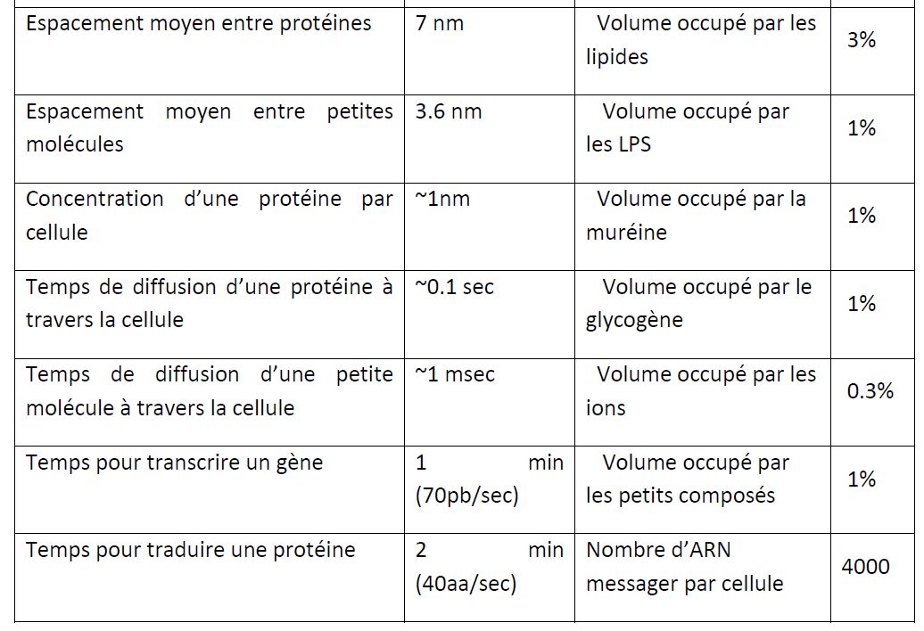 Quelques chiffres sur E.coli