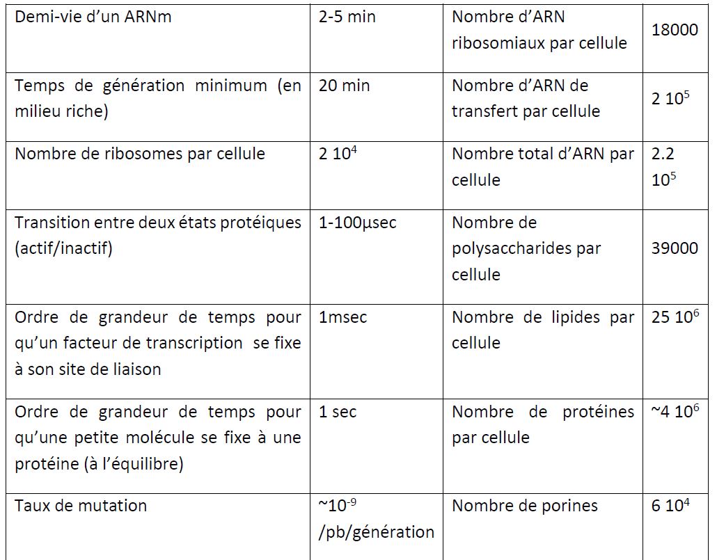 Quelques chiffres sur E.coli