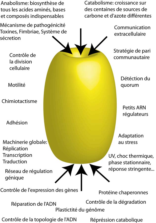  Nuage de tag de quelques grands domaines d'étude chez E. coli