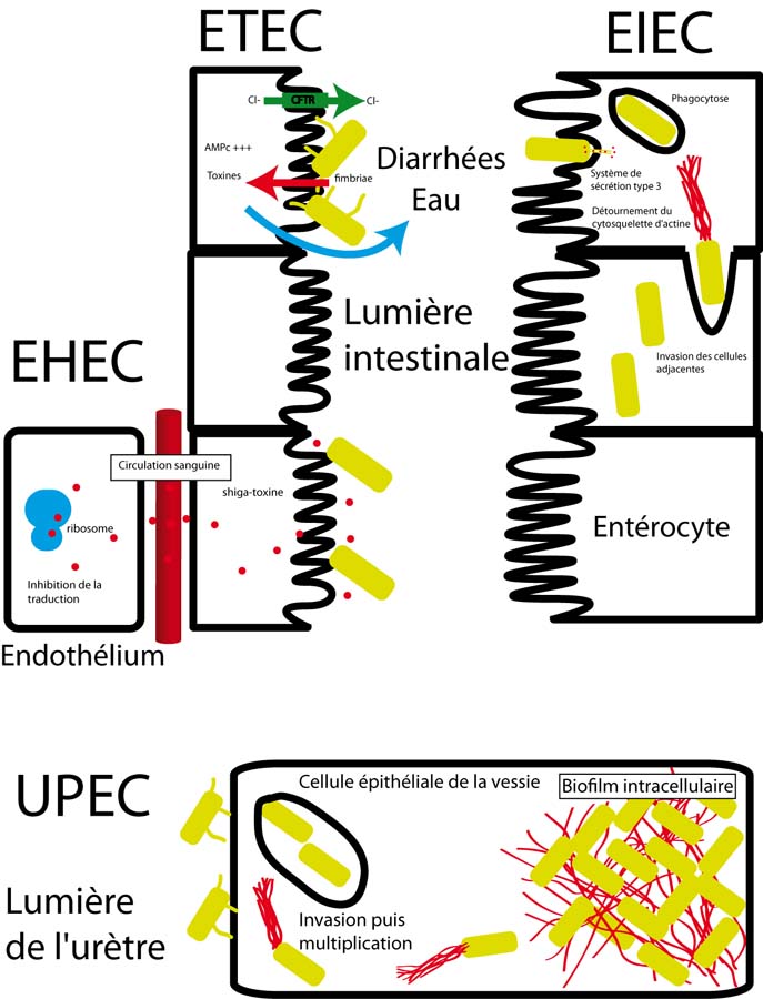 Les souches pathogènes d'E. coli