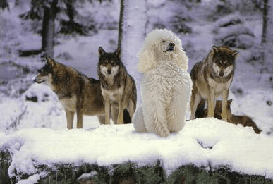 L'instabilité génétique du chien