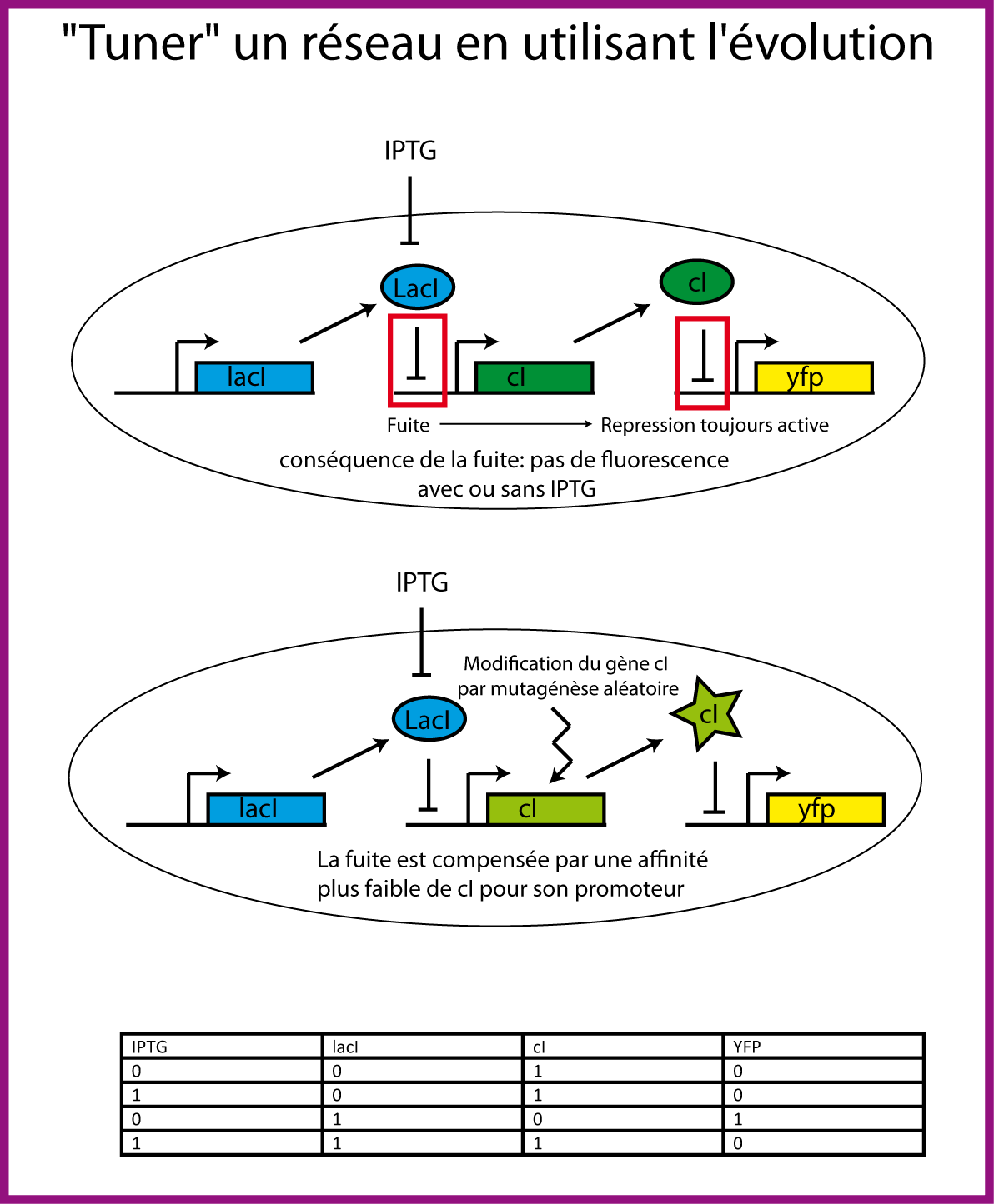 Rendre un réseau fonctionnel en utilisant l'évolution