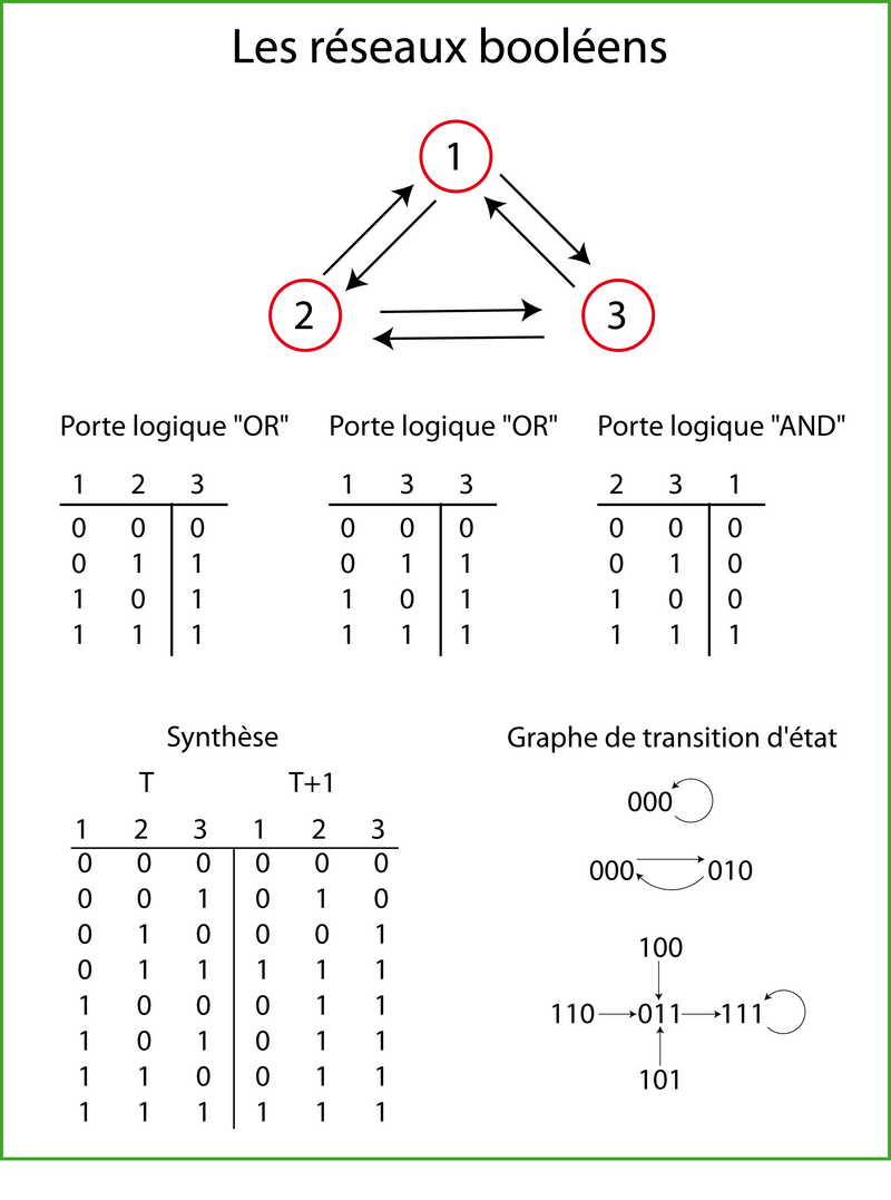Fonctionnement d'un réseau booléen