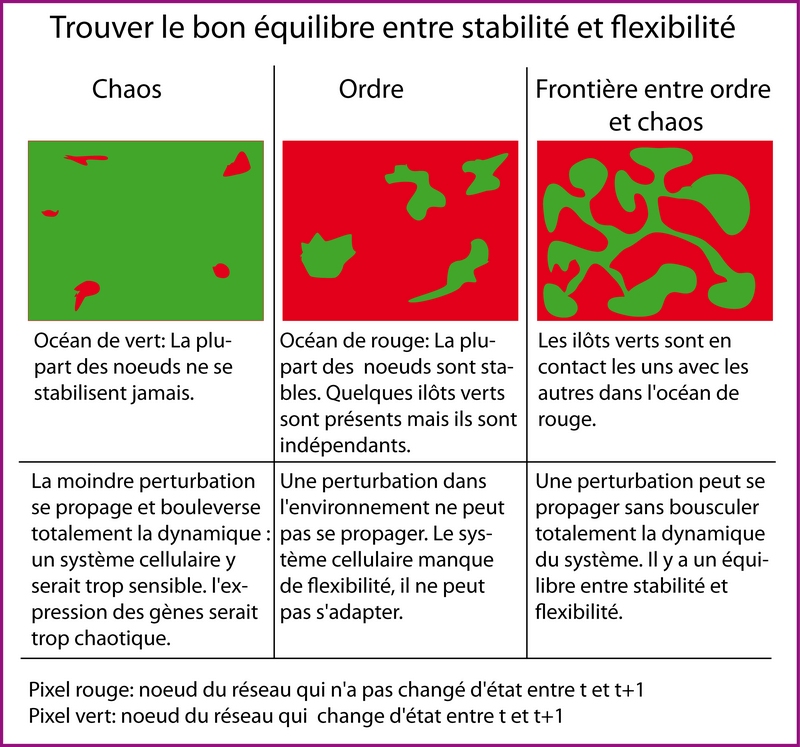 Métaphore pour illustrer la frontière entre ordre et chaos