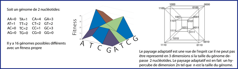 La notion de paysage adaptatif