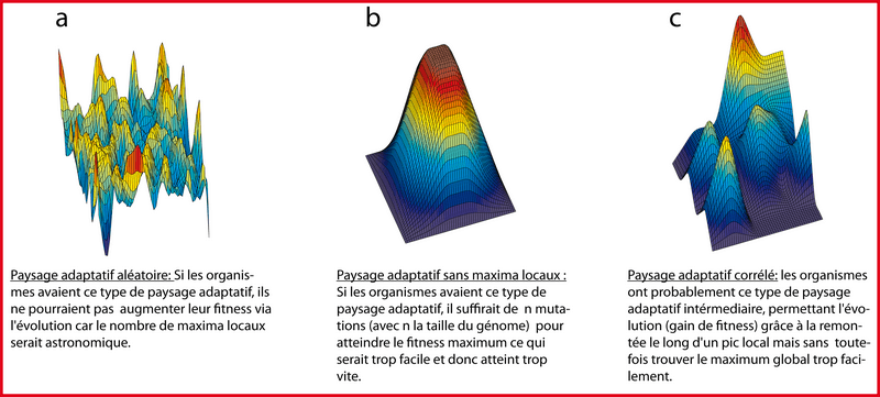 L'allure du paysage adaptatif d'un organisme
