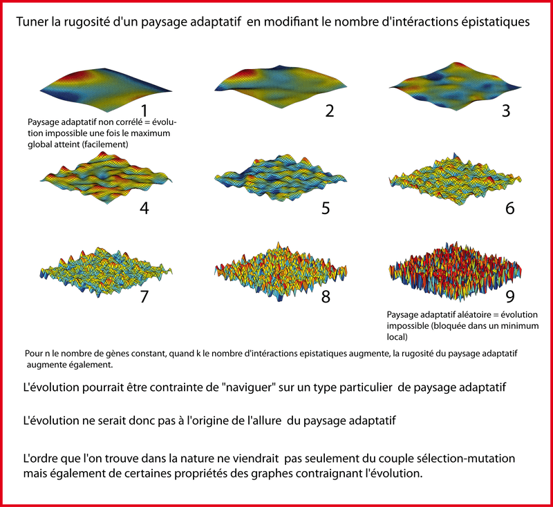 Contrôle de la rugosité d'un paysage adaptatif