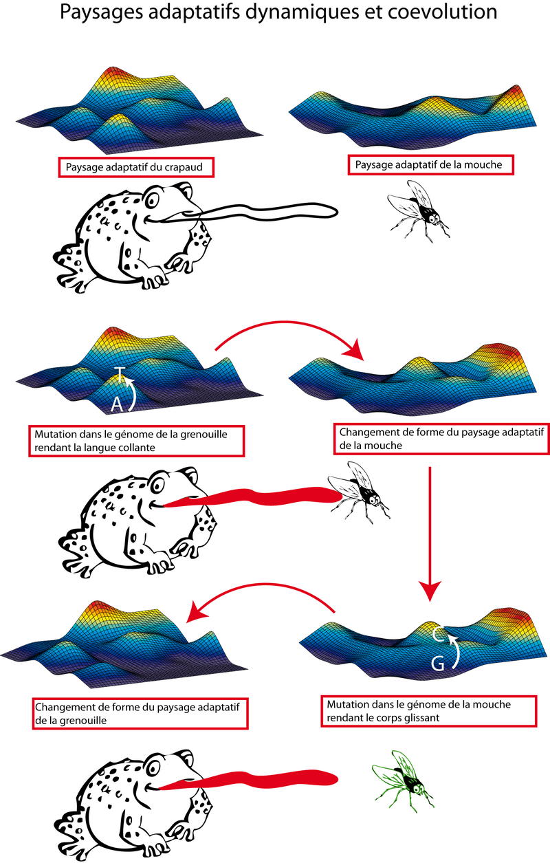 Coévolution et paysage adaptatif dynamique.