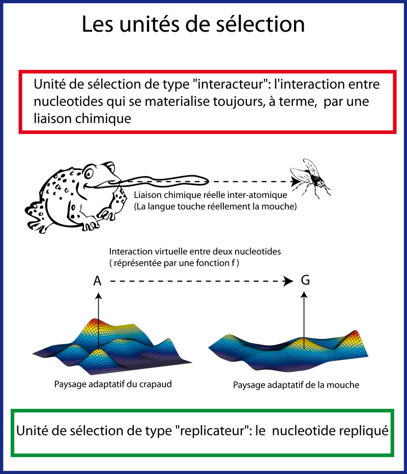 Réplicateur et interacteur