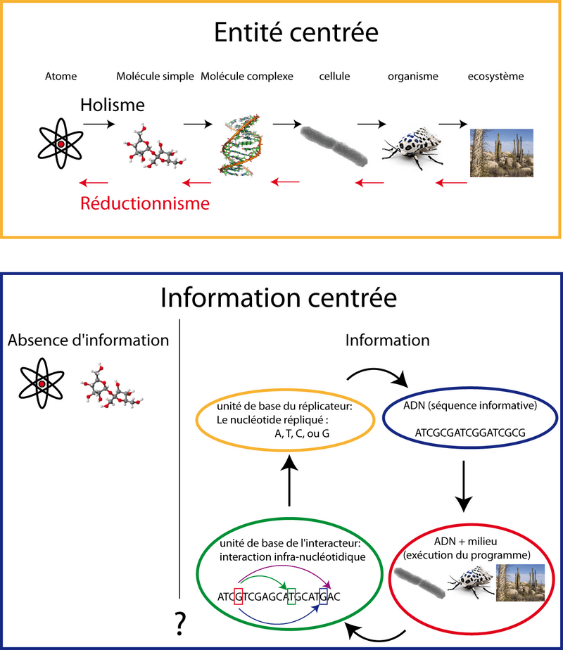 Entité centrée vs information centrée