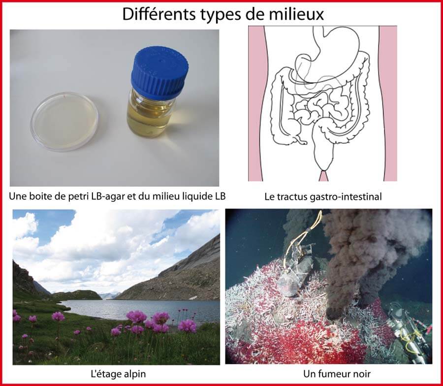 Différents types de milieu