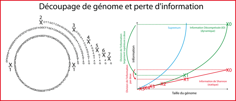 Découpage de chromosome et information