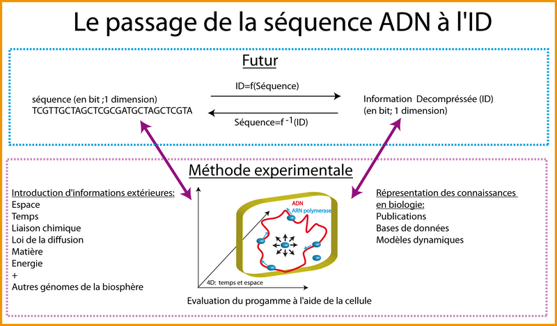 Décompression de la séquence ADN