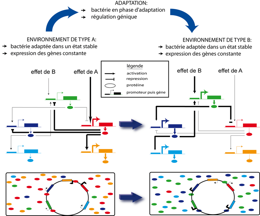 Réseau, interactions et adaptation.