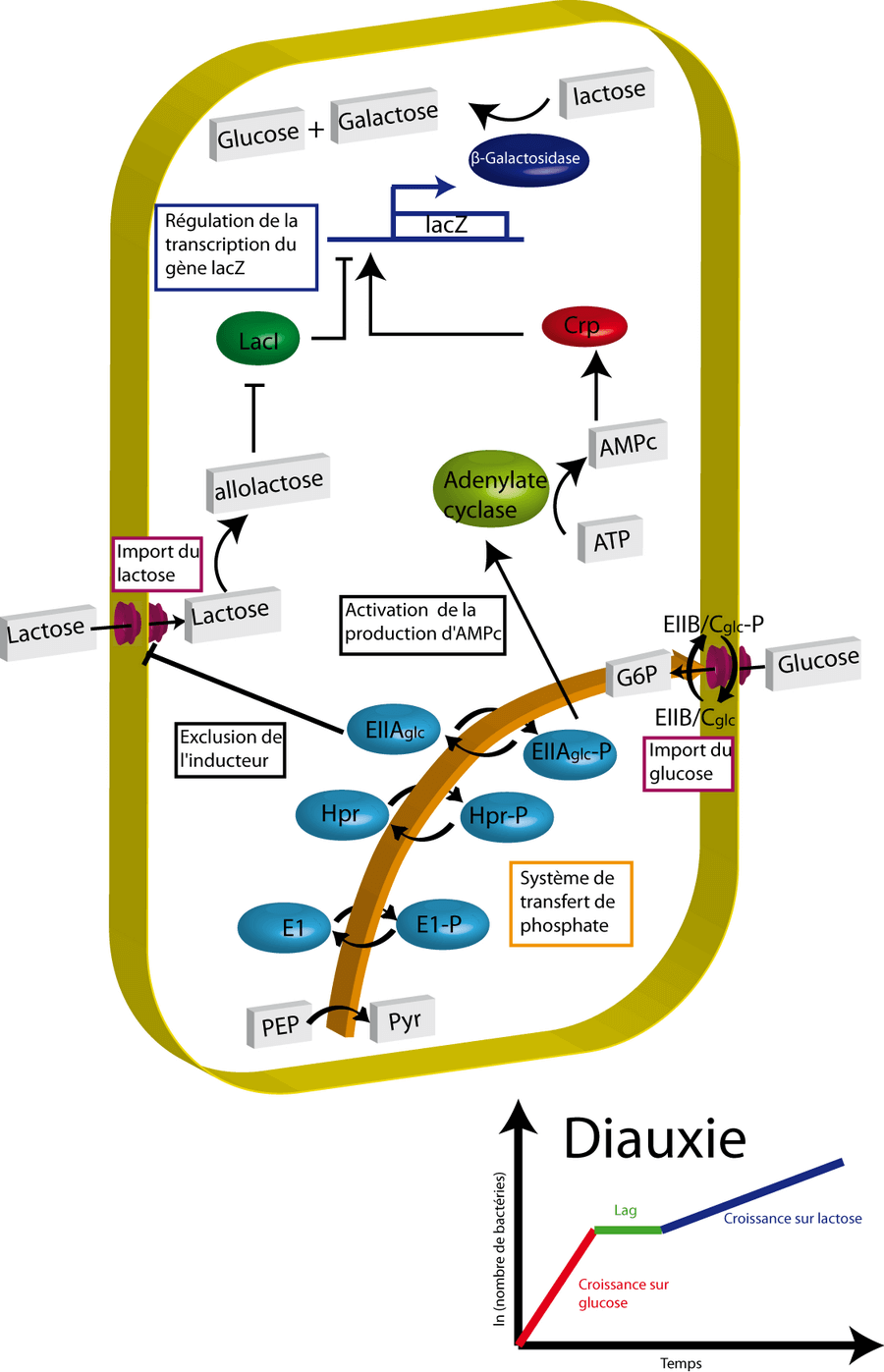 La répression catabolique
