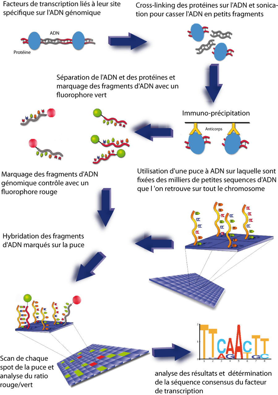 La technique de ChIP on chip