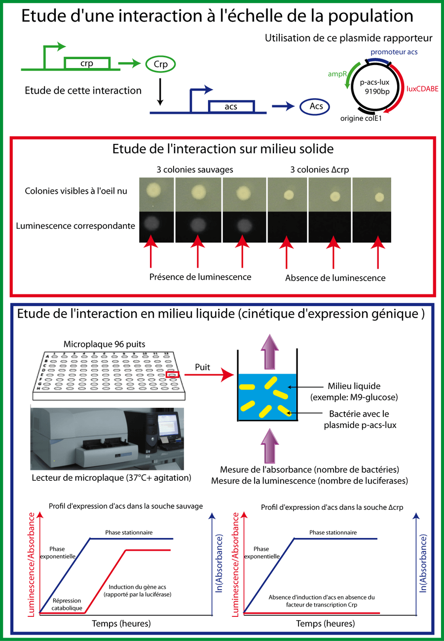 Mesure de l'expression du gène acs (rapportée par la luciferase)
