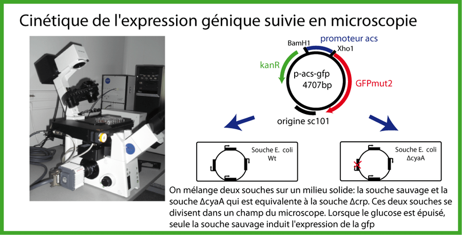 Mesure de l'expression du gène acs (rapportée par la gfp)