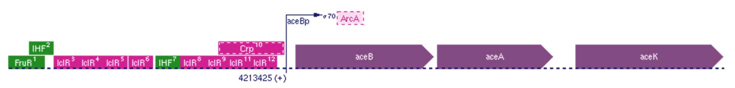 Promoteur de l'operon aceBAK