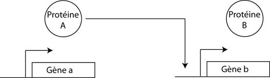 Schéma d'une activation transcriptionnelle simple.