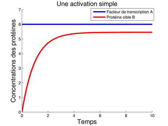 Dynamique d'une activation simple