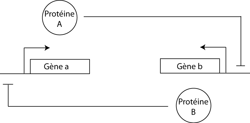 Schéma du toggle switch.