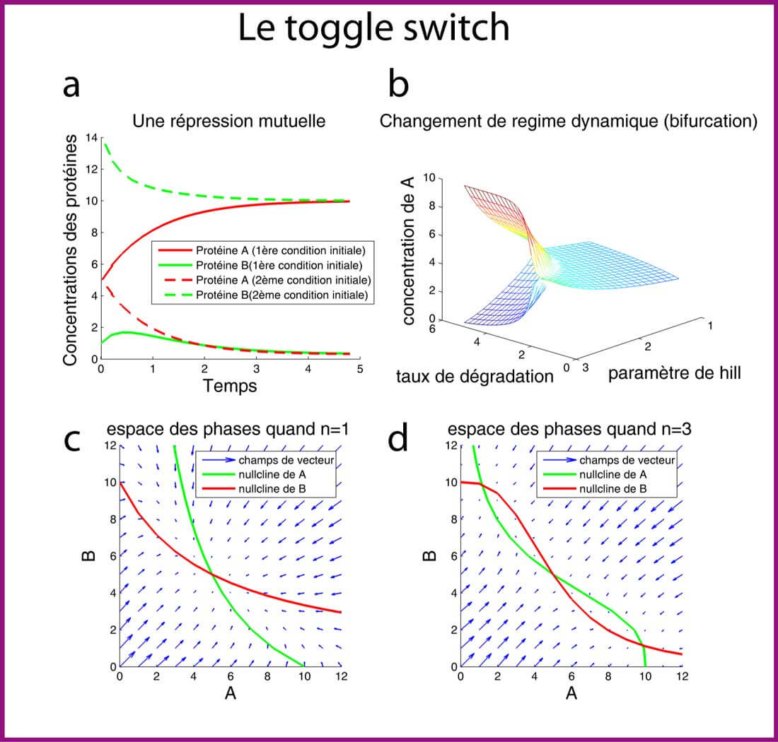 Etude en dynamique de l'interrupteur