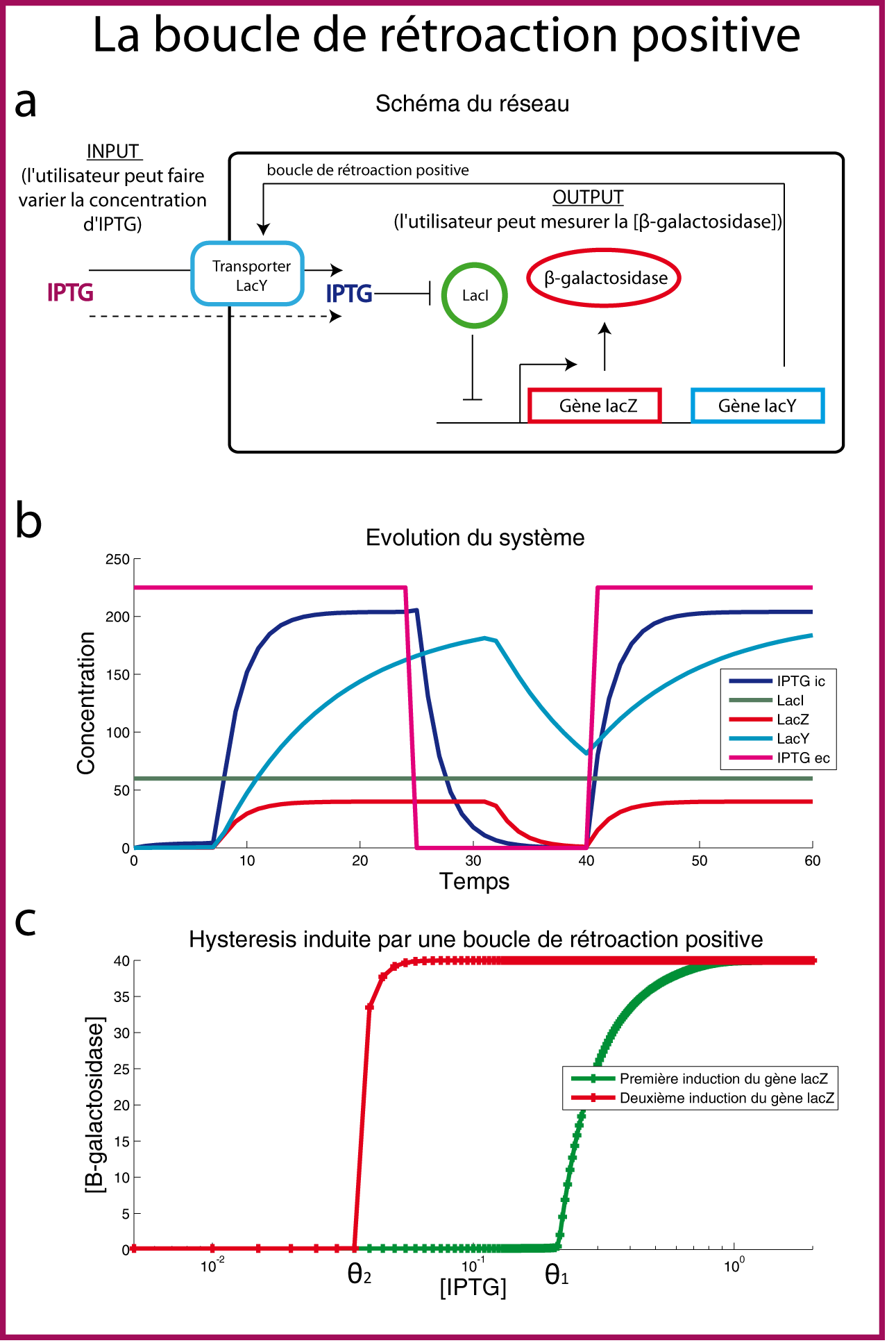 Etude en dynamique de la boucle de retro-action positive