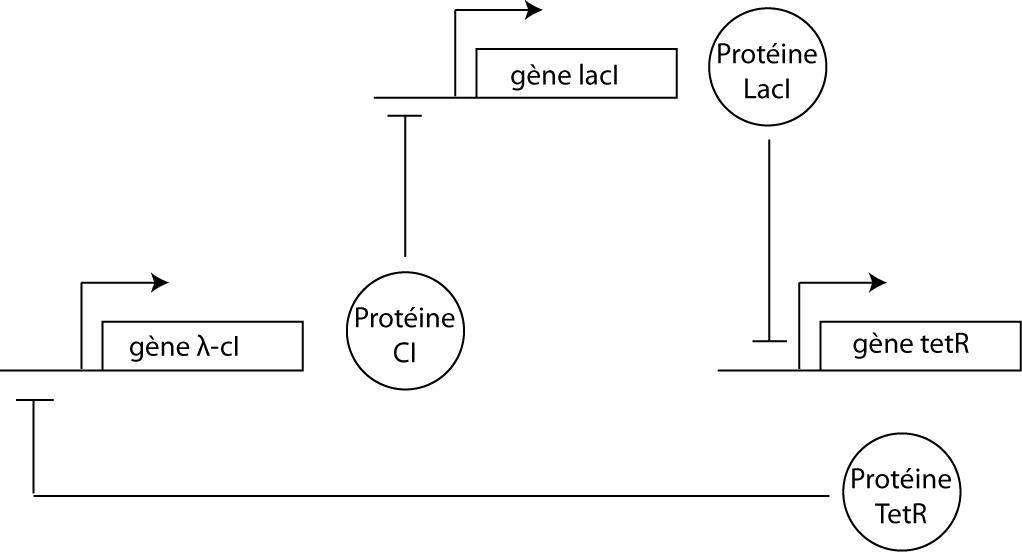 Schéma du repressilator.