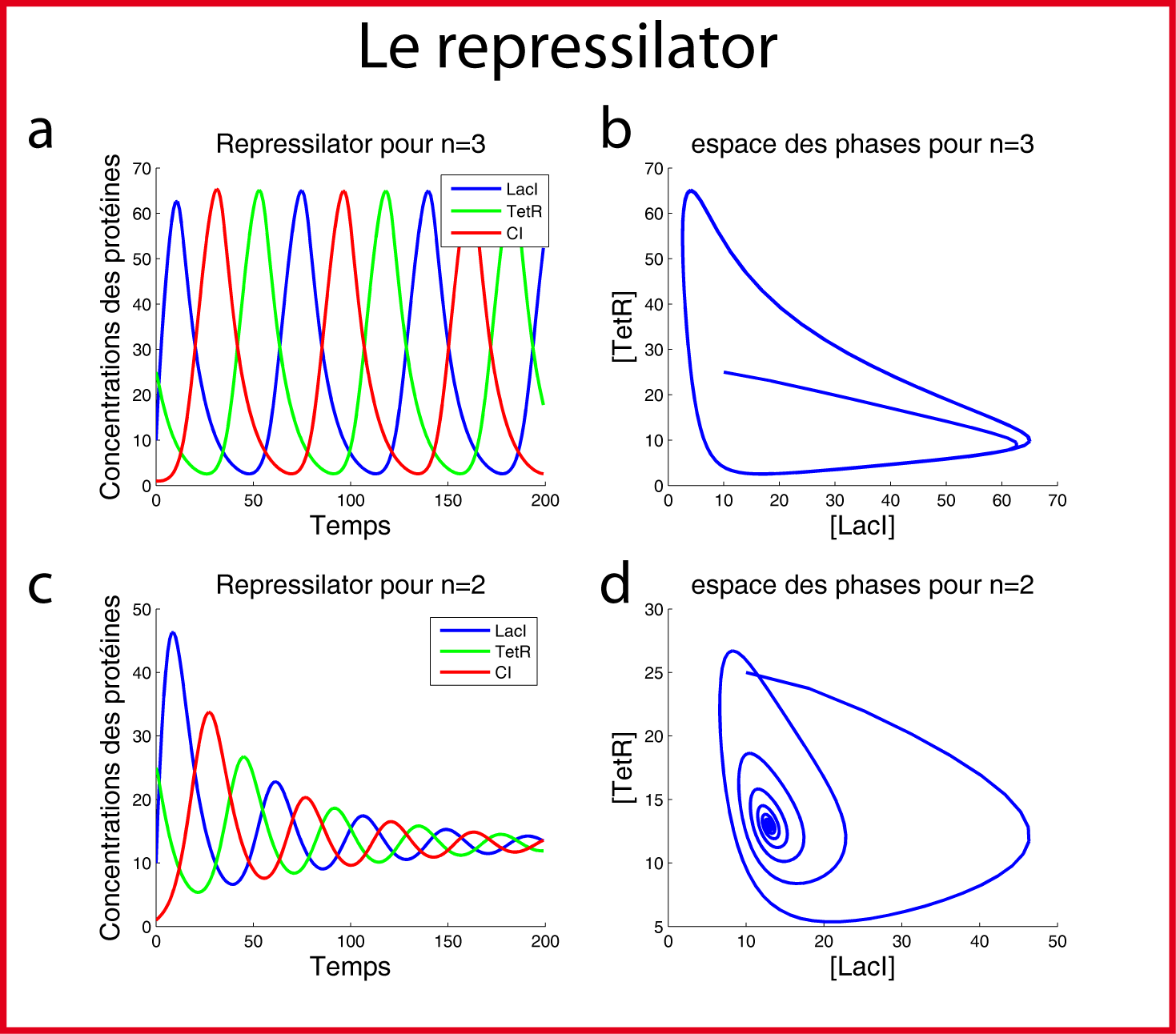 Etude du repressilator