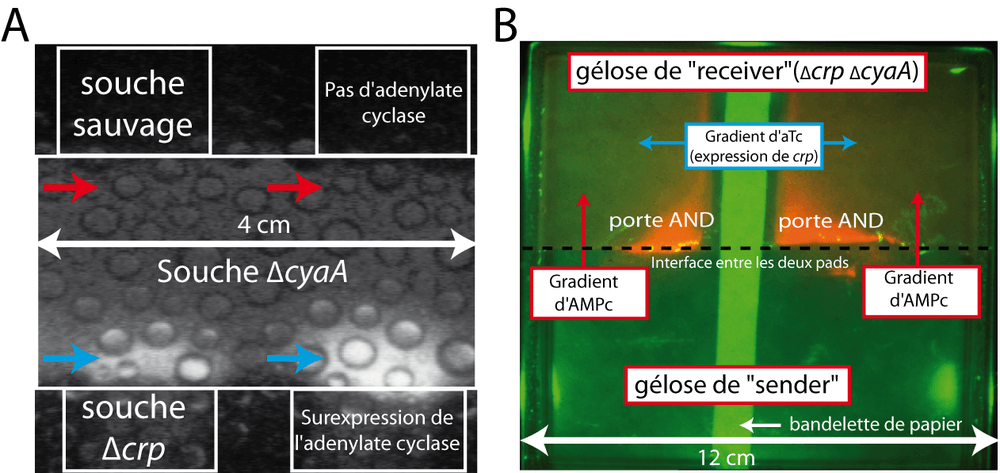 Un système de communication intercellulaire via l'AMPc.