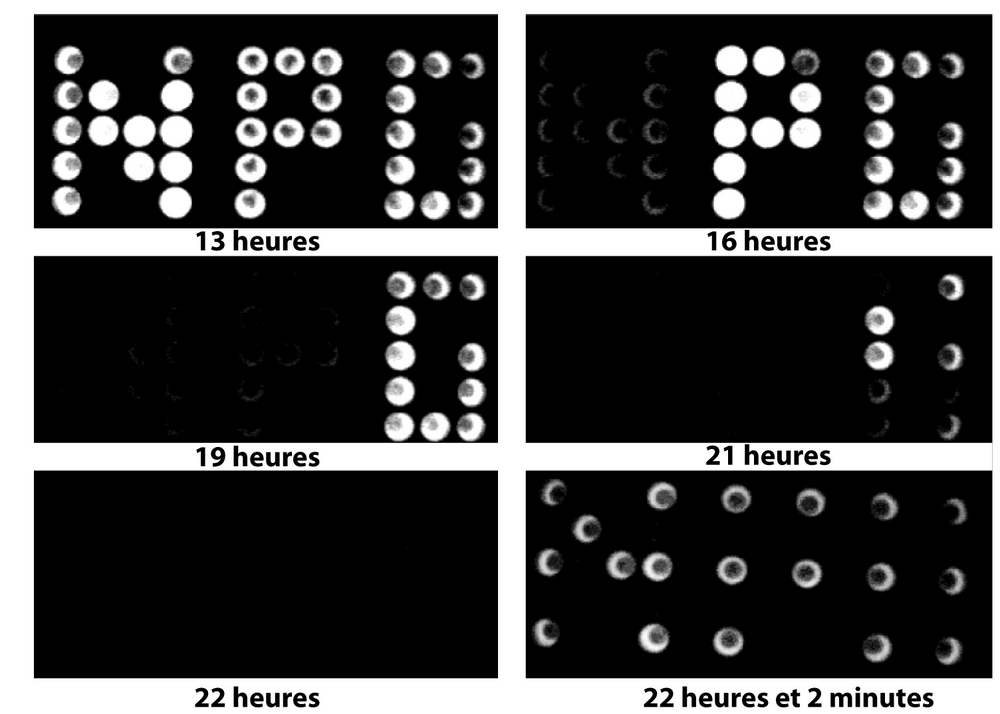 La dépendance énergétique de la luciferase.