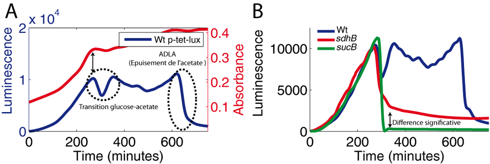 Capacité à maintenir l'activité luciferase durant la croissance sur glucose et acétate dans différent mutants.
