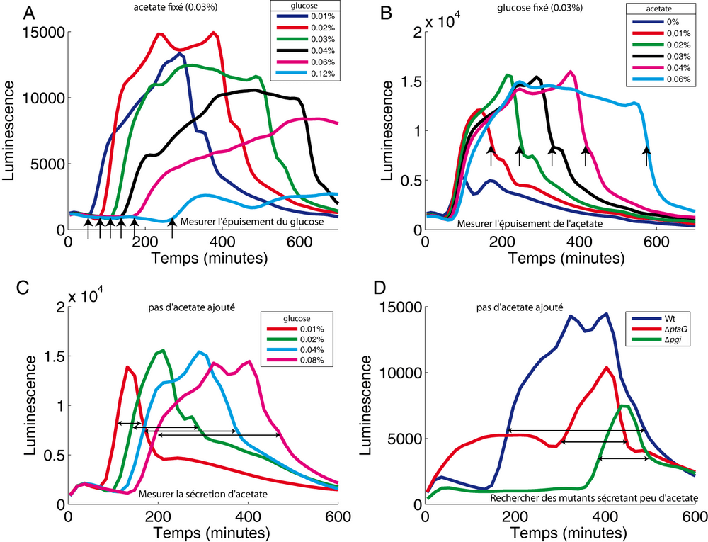 Un outil pour mesurer la concentration extérieure de glucose, d'acétate et le débordement du métabolisme.